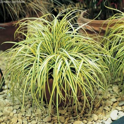 Осока Охименская Эверголд Осока Охименская Эверголд фото