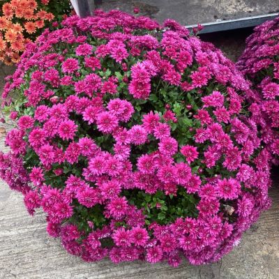 Хризантема мультифлора Бронсоуд Пурпл Хризантема мультифлора Бронсоуд Пурпл - Dolina-Sad.Ru