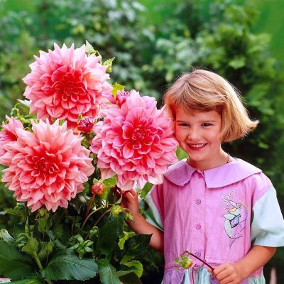 Георгина Оттос Трилл (Гиганты) Георгина Оттос Трилл (Гиганты) фото