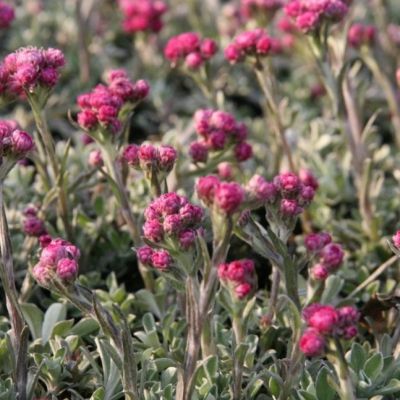 Кошачья лапка Рубра , C2 Кошачья лапка Рубра , C2 фото