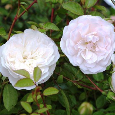 Роза Свани фото