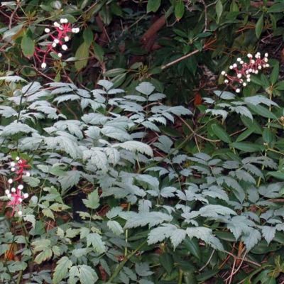 Цимицифуга Мисти Блю , С1,5 Цимицифуга Мисти Блю , С1,5 фото