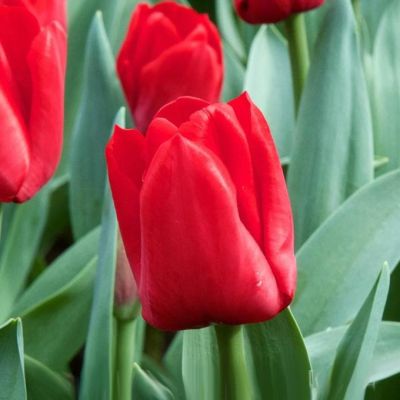 Тюльпан Эскейп Тюльпан Эскейп фото