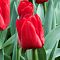 Тюльпан Эскейп Тюльпан Эскейп фото