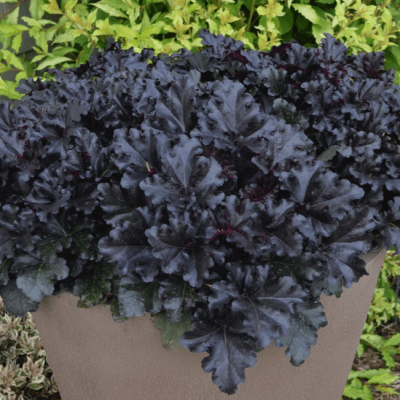 Гейхера Блэк Перл , С1,5 Гейхера Блэк Перл , С1,5 фото