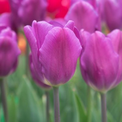 Тюльпан Перпл Флэг Тюльпан Перпл Флэг - Dolina-Sad.Ru