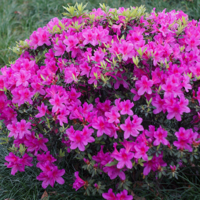 Рододендрон Такако фото