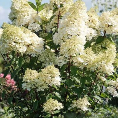 Гортензия метельчатая Мэджикал Андес Гортензия метельчатая Мэджикал Андес - Dolina-Sad.Ru