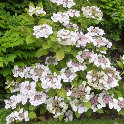 Гортензия крупнолистная Ланарт Уайт, С2 Гортензия крупнолистная Ланарт Уайт, С2 - Dolina-Sad.Ru