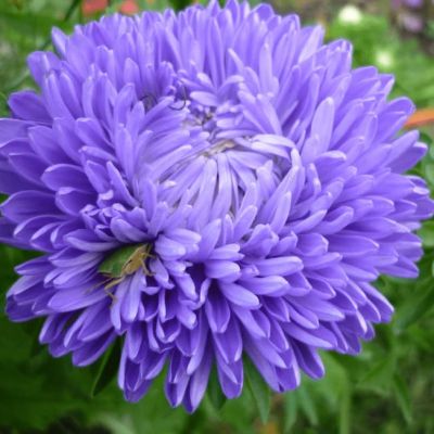 Астра пионовидная Синяя башня Астра пионовидная Синяя башня фото