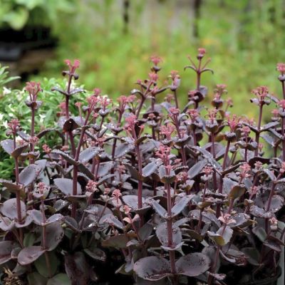 Седум Чоколэт Черри - Dolina-Sad.Ru