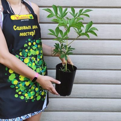 Пион Дублин Пион Дублин - Dolina-Sad.Ru