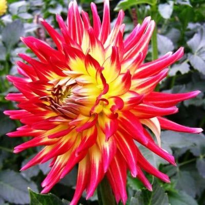 Георгина Дана Георгина Дана фото