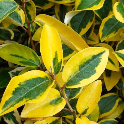 Лох Эббинга Гилт Эдж Лох Эббинга Гилт Эдж - Dolina-Sad.Ru