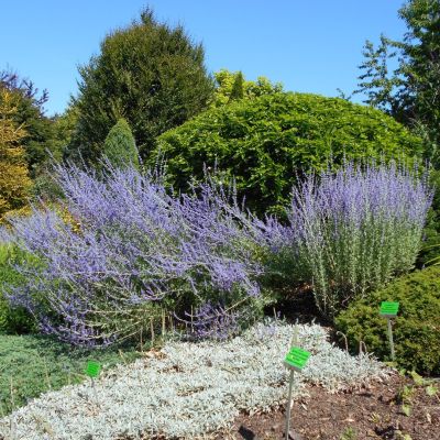 Перовския лебедолистная Литл Спайр Перовския лебедолистная Литл Спайр - Dolina-Sad.Ru